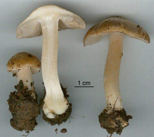 Inocybe queletii